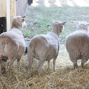 The Shetland Sheep do not know what to make of the baby, 24th August 2014