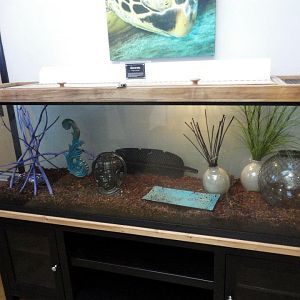 Reptile House 2012 - Box Turtle Exhibit