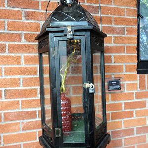 Reptile House 2012 - Tokay Gecko Exhibit