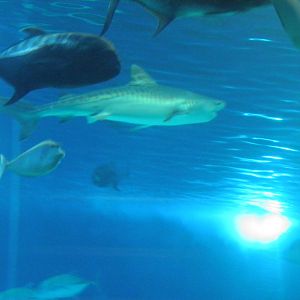 Tiger Shark