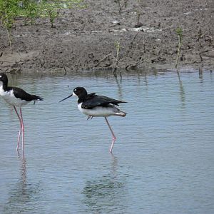 Hawaiian Stilt Maui Hawaii