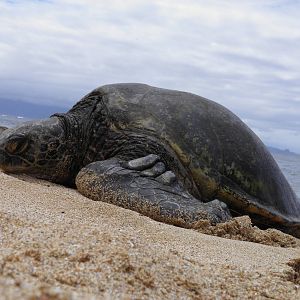 Green Sea Turtle Maui Hawaii