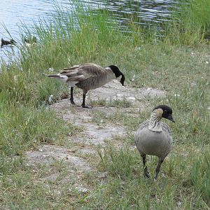 Canadian Goose and Nene