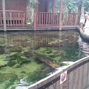 Arapaima and Giant catfish enclosure