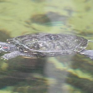 Red-eared slider