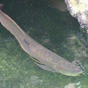 Arapaima