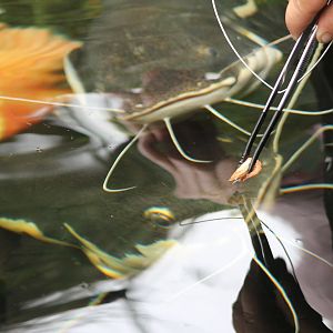 Catfish-feeding