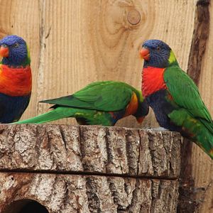 Rainbow lorikeets