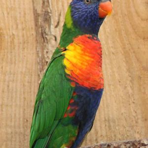 Rainbow lorikeet
