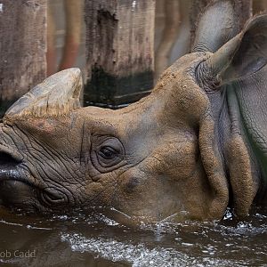 Greater one-horned rhinoceros : Whipsnade : 16 Aug 2014 (+video)