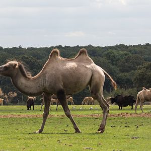 Bactrian camels : Whipsnade : 16 Aug 2014