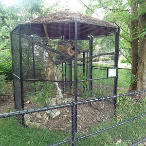 Eurasian Red Squirrel Exhibit