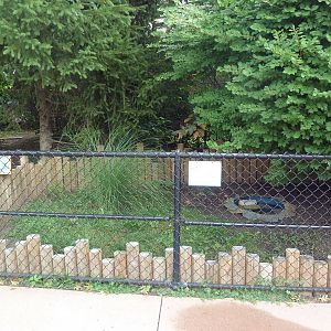 Eastern Box Turtle Exhibit