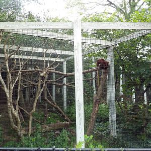 Matschie's Tree Kangaroo Exhibit