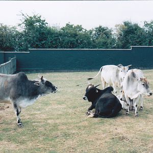 Zebu.