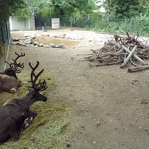 Reindeer Exhibit