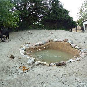 Texas Longhorn Cattle Exhibit