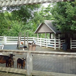Farmyard - Goat Exhibit