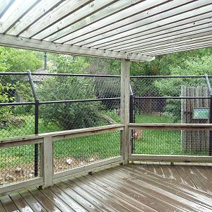New Guinea Singing Dog Exhibit