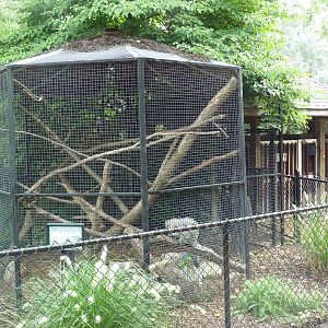 Prehensile-Tailed Porcupine Exhibit