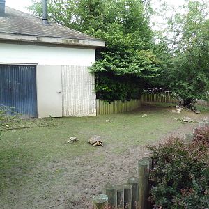 Tortoise Yard (3 Species)
