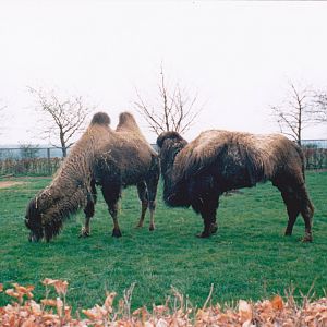 Bactrian camels.