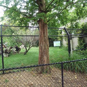 New Guinea Singing Dog Exhibit