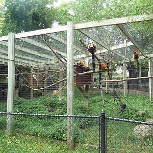 Red Ruffed Lemur Exhibit