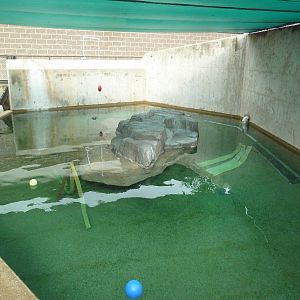 Harbour Seal Exhibit