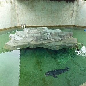 Harbour Seal Exhibit
