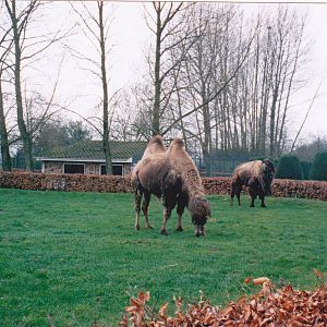 Bactrian camel.