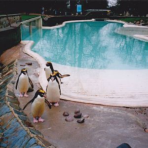 Penguin pool.