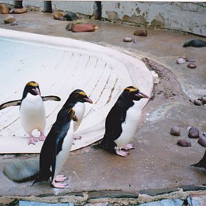Penguin pool.