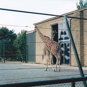 Giraffe house.