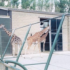 Giraffe house.