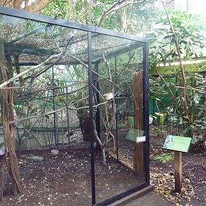Tropical Rain Forest Building - White-Faced Saki Monkey Exhibit