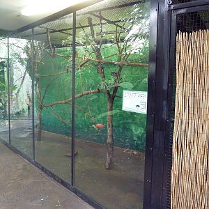 Tropical Rain Forest Building - Cotton-Top Tamarin Exhibit