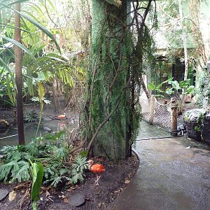 Tropical Rain Forest Building