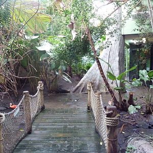 Tropical Rain Forest Building