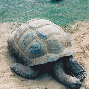 Giant tortoise.