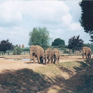 Asian elephants