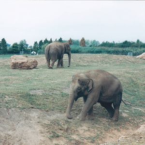 Asian elephants