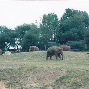 Asian elephants