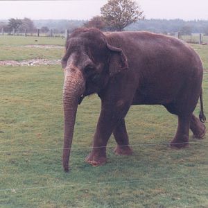 Asian elephant.