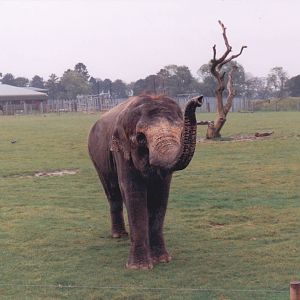 Asian elephant.