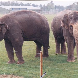 Asian elephants