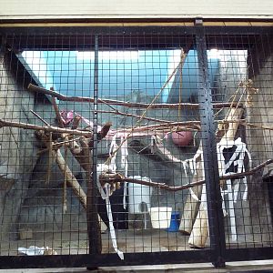1914 Koetthoefer Animal Building - Mueller's Gibbon Indoor Exhibit