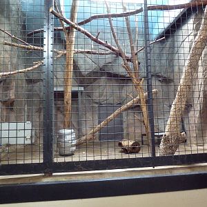 1914 Koetthoefer Animal Building - Snow Leopard Indoor Exhibit