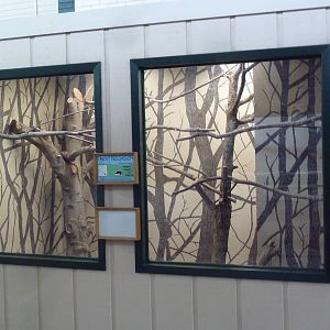 1914 Koetthoefer Animal Building - Tawny Frogmouth Exhibit