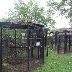 Australian Walk-Through Yard - 3 Bird Species